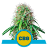 Semillas Royal CBG Auto CBD CBDs de Royal Queen Seeds