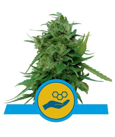 Semillas Solomatic CBD CBDs de Royal Queen Seeds