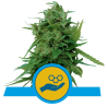 Semillas Solomatic CBD CBDs de Royal Queen Seeds