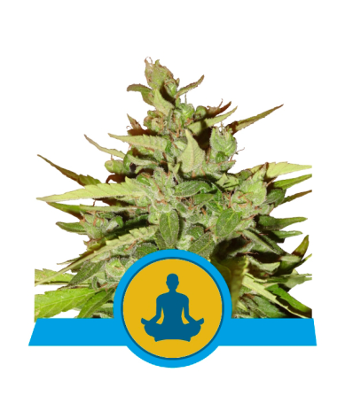 Semillas Stress Killer Auto CBD CBDs de Royal Queen Seeds