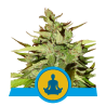 Semillas Stress Killer Auto CBD CBDs de Royal Queen Seeds