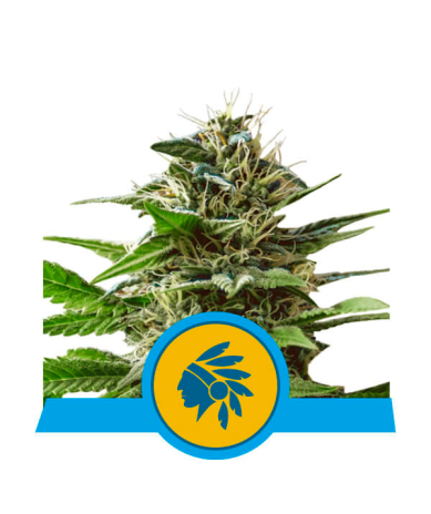Semillas Tatanka Pure CBD CBDs de Royal Queen Seeds