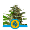 Semillas Tatanka Pure CBD CBDs de Royal Queen Seeds