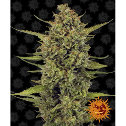 Semillas Acapulco Gold feminizadas de Barney's Farm