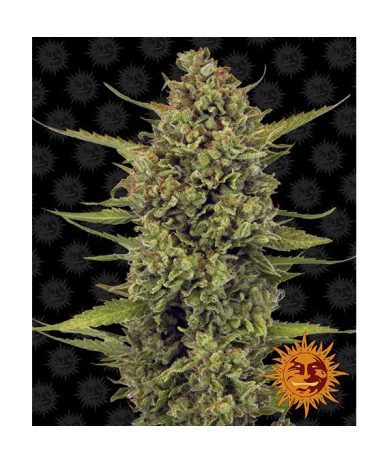 Semillas Acapulco Gold feminizadas de Barney's Farm