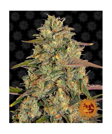 Semillas Amnesia Lemon feminizadas de Barney's Farm
