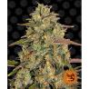 Semillas Amnesia Lemon feminizadas de Barney's Farm
