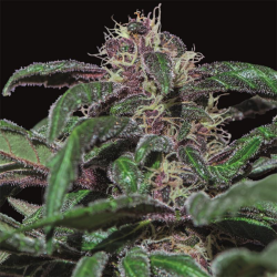 Semillas Ayahuasca Purple feminizadas de Barney's Farm