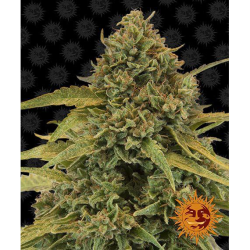 Semillas Bad Azz Kush feminizadas de Barney's Farm