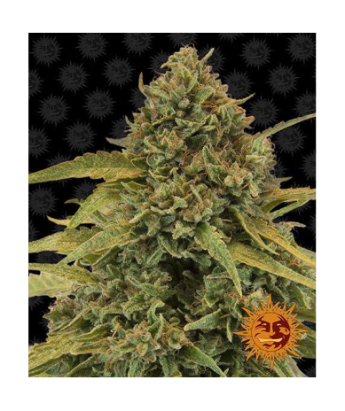Semillas Bad Azz Kush feminizadas de Barney's Farm