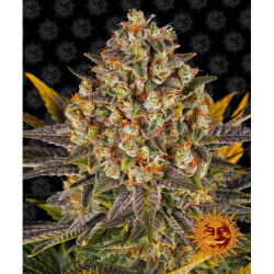 Semillas Banana Punch feminizadas de Barney's Farm