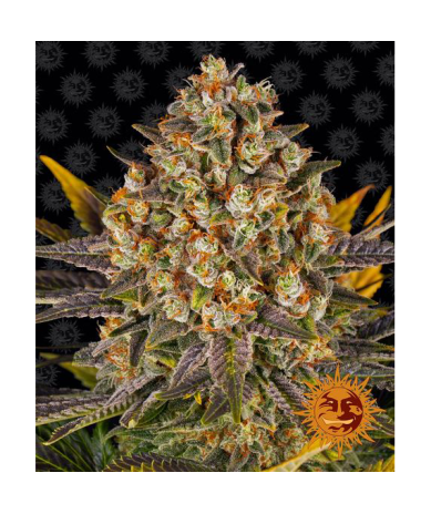 Semillas Banana Punch feminizadas de Barney's Farm