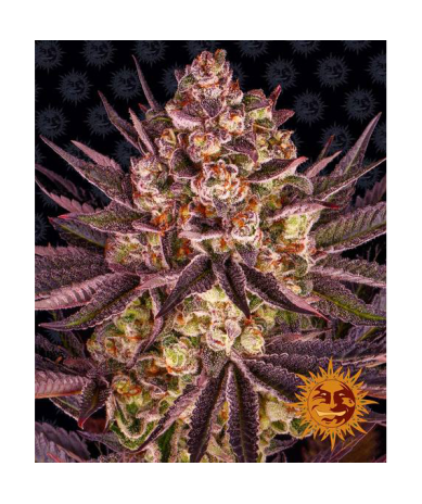 Semillas Biscotti Mintz feminizadas de Barney's Farm