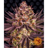 Semillas Biscotti Mintz feminizadas de Barney's Farm