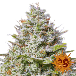 Semillas Blue Gelato 41 feminizadas de Barney's Farm