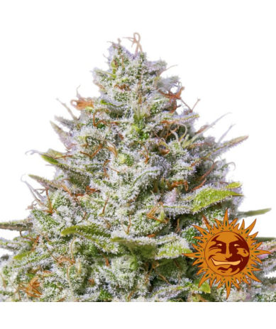 Semillas Blue Gelato 41 feminizadas de Barney's Farm