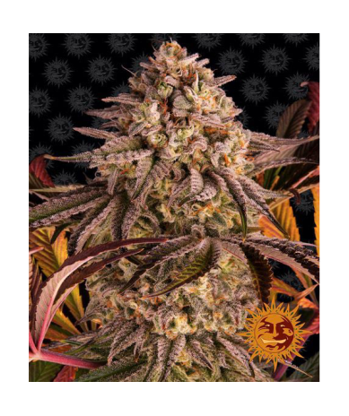 Semillas Blue Sunset Sherbert feminizadas de Barney's Farm