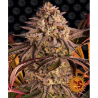 Semillas Blue Sunset Sherbert feminizadas de Barney's Farm