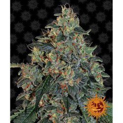 Semillas Blueberry OG feminizadas de Barney's Farm
