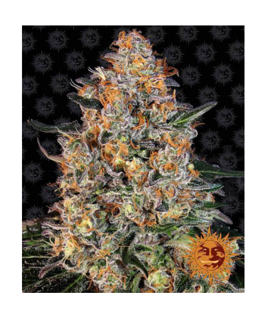 Semillas Bubba Kush feminizadas de Barney's Farm