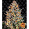Semillas Bubba Kush feminizadas de Barney's Farm
