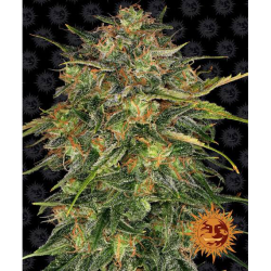 Semillas Cheese feminizadas de Barney's Farm