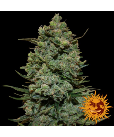 Semillas Cookies Kush feminizadas de Barney's Farm