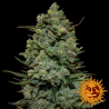 Semillas Cookies Kush feminizadas de Barney's Farm