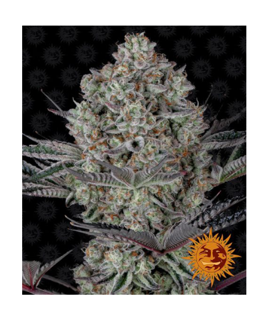 Semillas Dos Si Dos 33 feminizadas de Barney's Farm