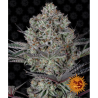 Semillas Dos Si Dos 33 feminizadas de Barney's Farm