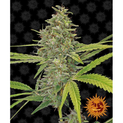 Semillas G13 Haze feminizadas de Barney's Farm