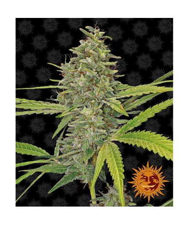 Semillas G13 Haze feminizadas de Barney's Farm