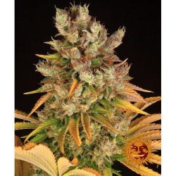 Semillas GMO feminizadas de Barney's Farm