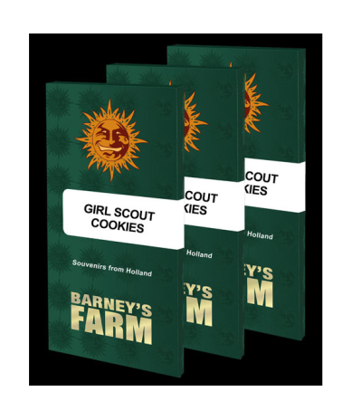 Semillas Girl Scout Cookies feminizadas de Barney's Farm