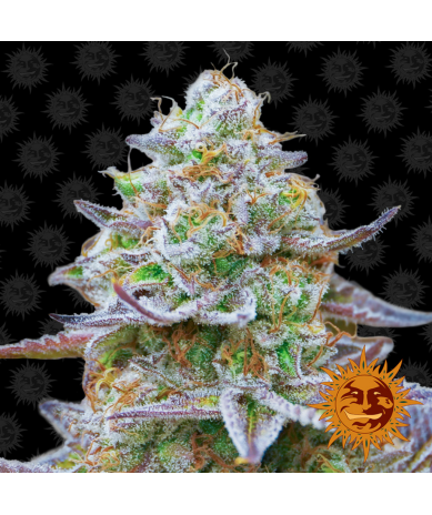 Semillas Gorilla Zkittlez feminizadas de Barney's Farm