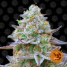 Semillas Gorilla Zkittlez feminizadas de Barney's Farm