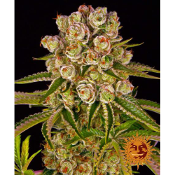 Semillas Kush Mintz feminizadas de Barney's Farm