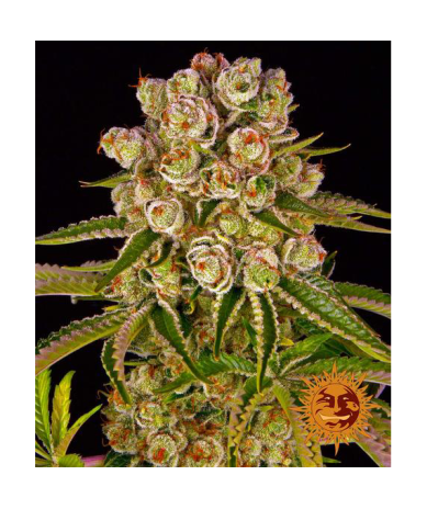 Semillas Kush Mintz feminizadas de Barney's Farm