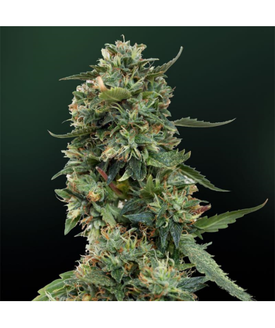 Semillas L.S.D. feminizadas de Barney's Farm