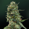 Semillas L.S.D. feminizadas de Barney's Farm