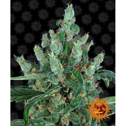 Semillas Laughing Buddha feminizadas de Barney's Farm