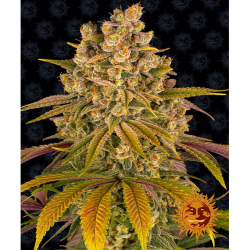 Semillas Lemon Tree feminizadas de Barney's Farm
