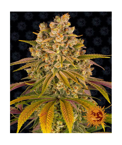 Semillas Lemon Tree feminizadas de Barney's Farm