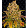 Semillas Lemon Tree feminizadas de Barney's Farm