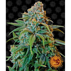 Semillas Liberty Haze feminizadas de Barney's Farm