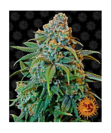 Semillas Liberty Haze feminizadas de Barney's Farm