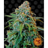 Semillas Liberty Haze feminizadas de Barney's Farm