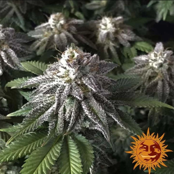 Semillas Moby Dick feminizadas de Barney's Farm