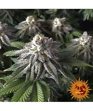 Semillas Moby Dick feminizadas de Barney's Farm