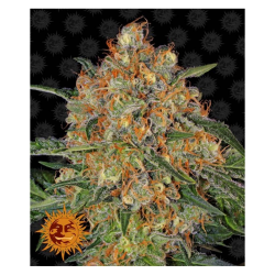 Semillas Orange Sherbert feminizadas de Barney's Farm